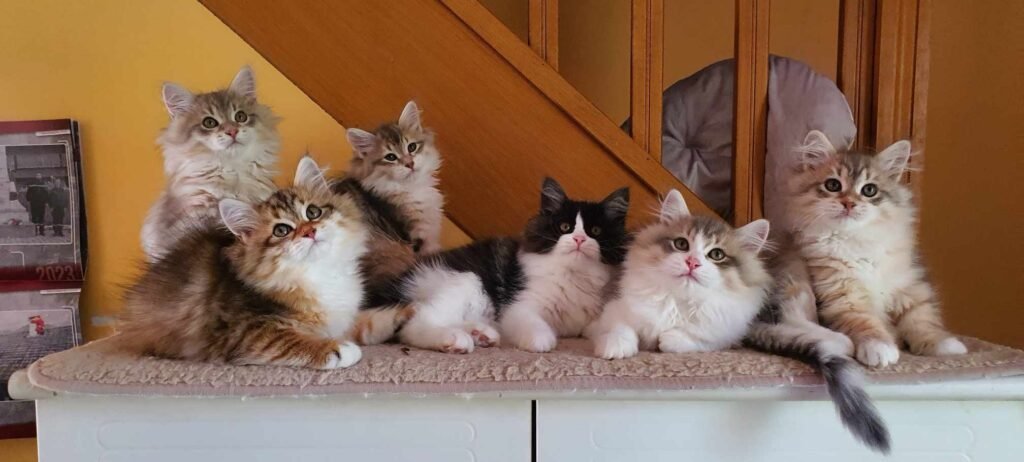 siberiens chatons